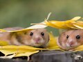 ANIMALITOS