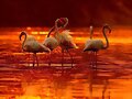 ANIMALITOS