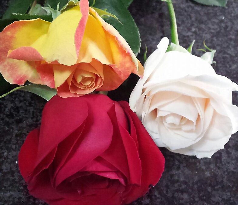 FLORES