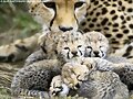 FAMILIA NUMEROSA
