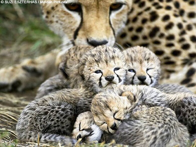 FAMILIA NUMEROSA