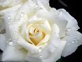 ROSA CON ROCIO