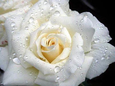 ROSA CON ROCIO