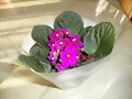 VIOLETAS POR EL DIA 24