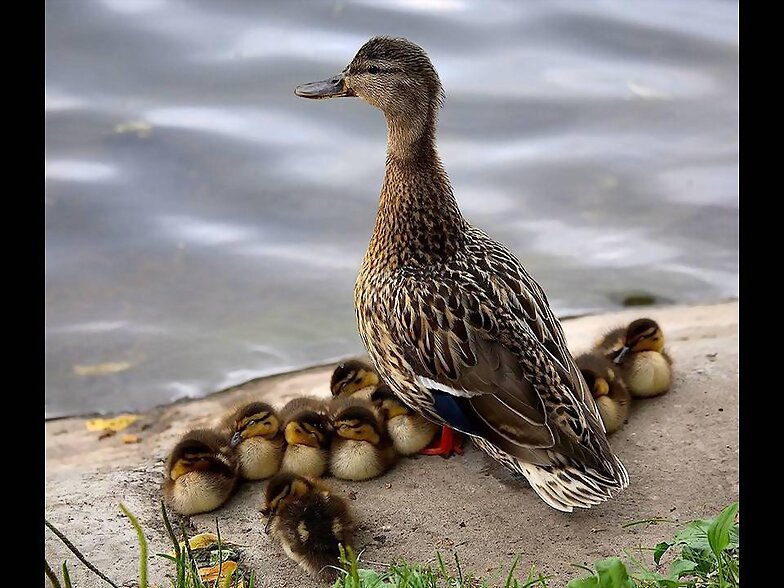 FAMILIAS NUMEROSAS