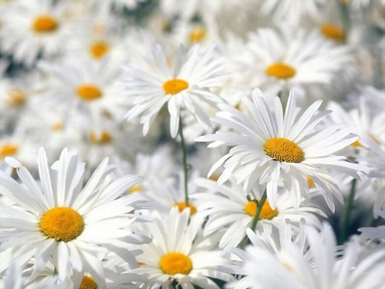 FLORES
