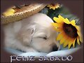 FELIZ SABADO (AQUI LLUEVE)