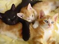 ANIMALICOS