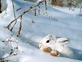 ANIMALICOS Y NIEVE