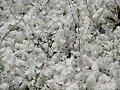 FLORES BLANCAS COMO LA NIEVE