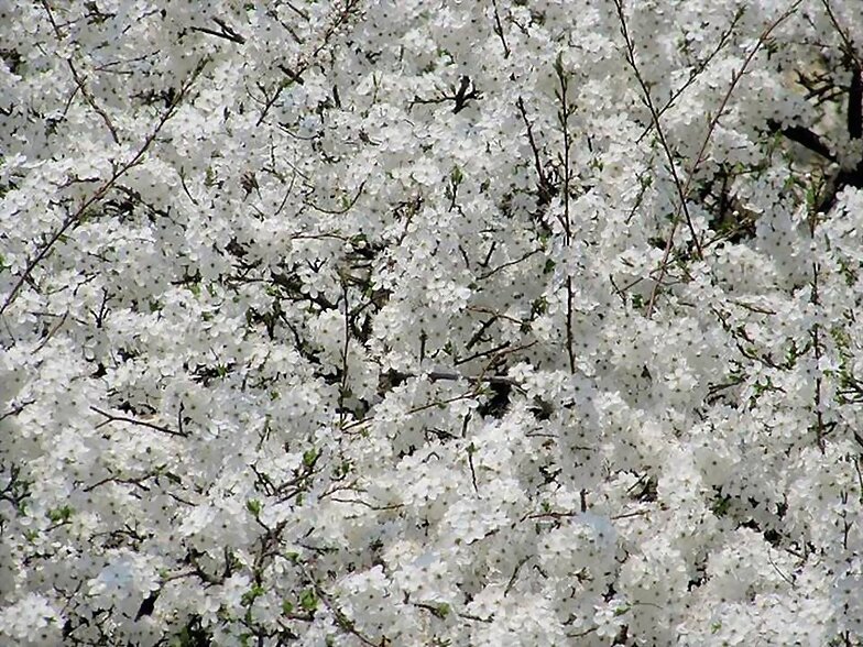 FLORES BLANCAS COMO LA NIEVE