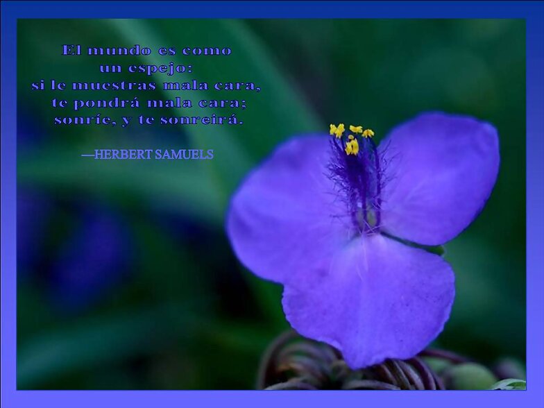 FLORES