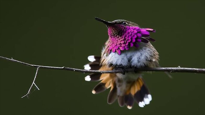 ANIMALICOS