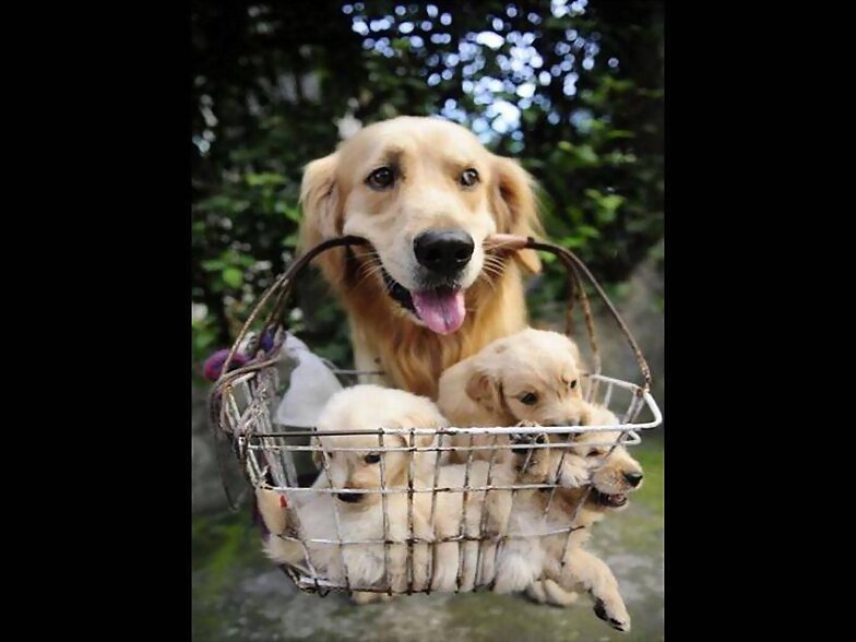 FAMILIA NUMEROSA
