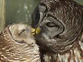 ANIMALICOS