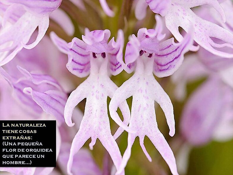 ORQUIDEAS (AUNQUE NO LO PAREZCAN)