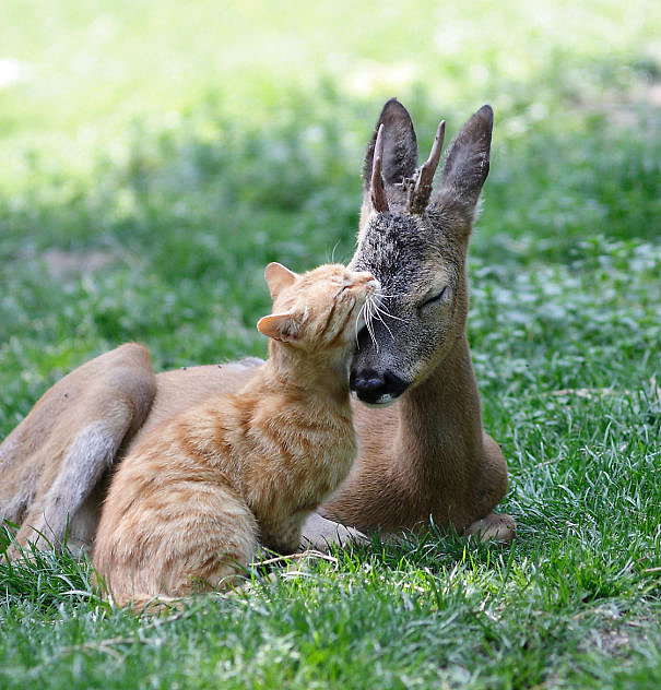 ANIMALICOS