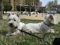 ARGON Y ASHLY FELICES