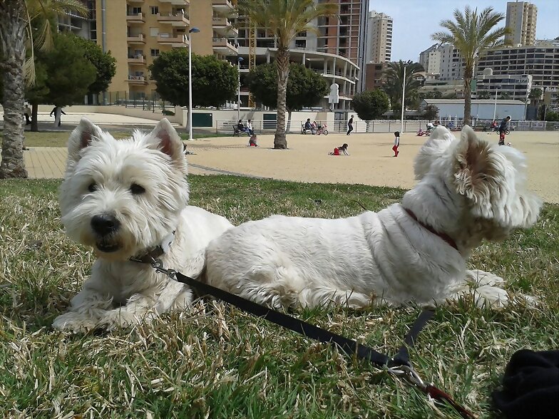 ARGON Y ASHLY FELICES
