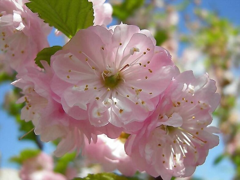 FLORES