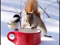 ANIMALICOS