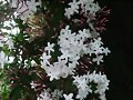 FLORES (JAZMINES)