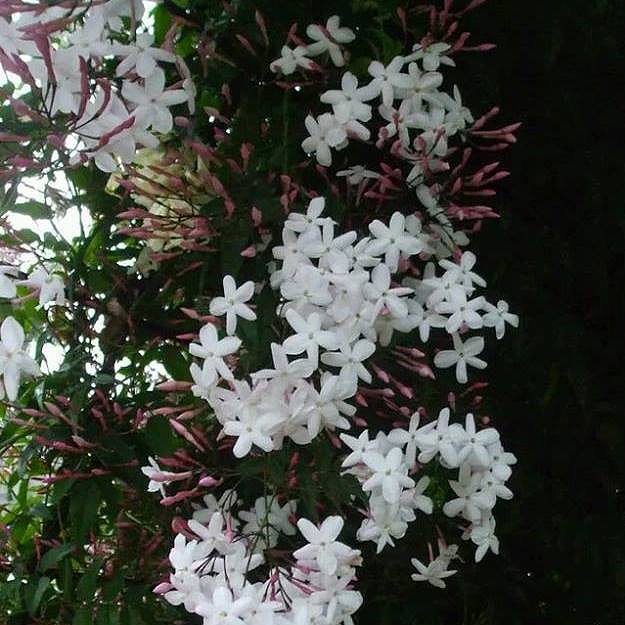 FLORES (JAZMINES)