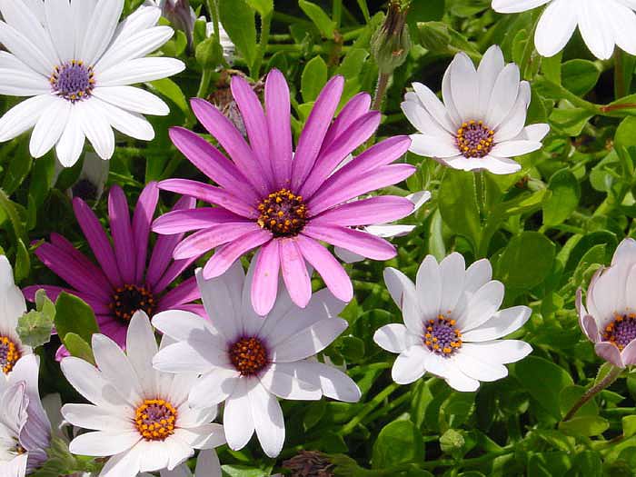 FLORES