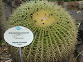 FOTOS CURIOSAS - JARDIN BOTANICO DE TENERIFE