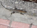 ANIMALICOS - TIPICOS EN TENERIFE