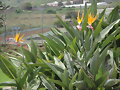 FLORES - AVE DEL PARAISO