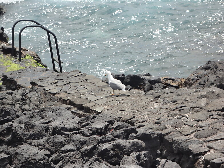 PLAYA CHARCO DE LA ARAÑA CON GAVIOTA (Tenerife)