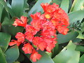 FLORES (BOTANICO DE TENERIFE)