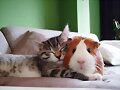 ANIMALICOS