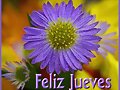 FELIZ JUEVES
