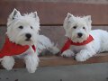ARGON Y ASHLY SANFERMINEROS