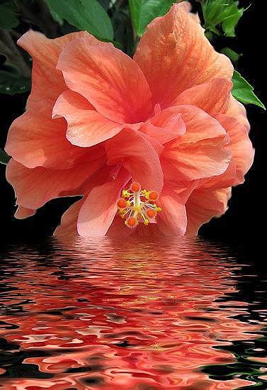 FLORES