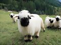 ANIMALICOS