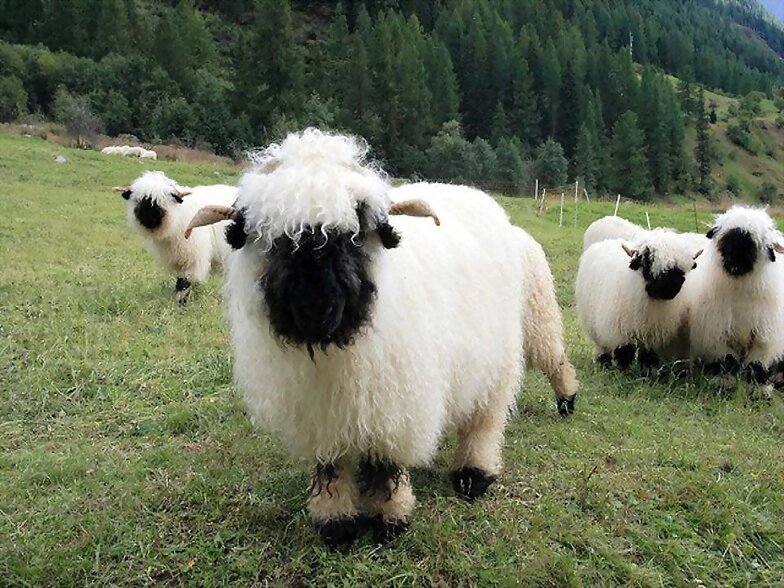 ANIMALICOS