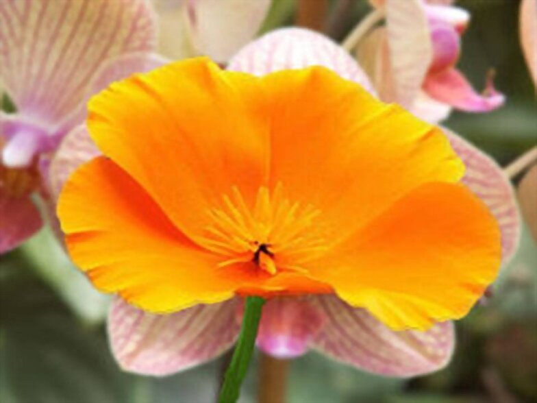 FLORES