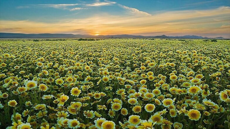 FLORES