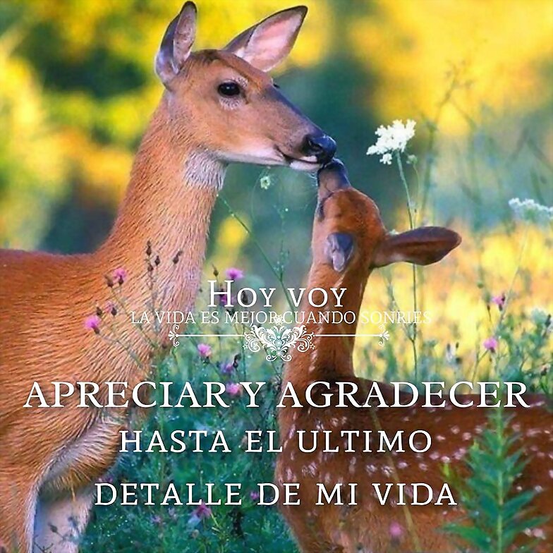 FELIZ MIERCOLES