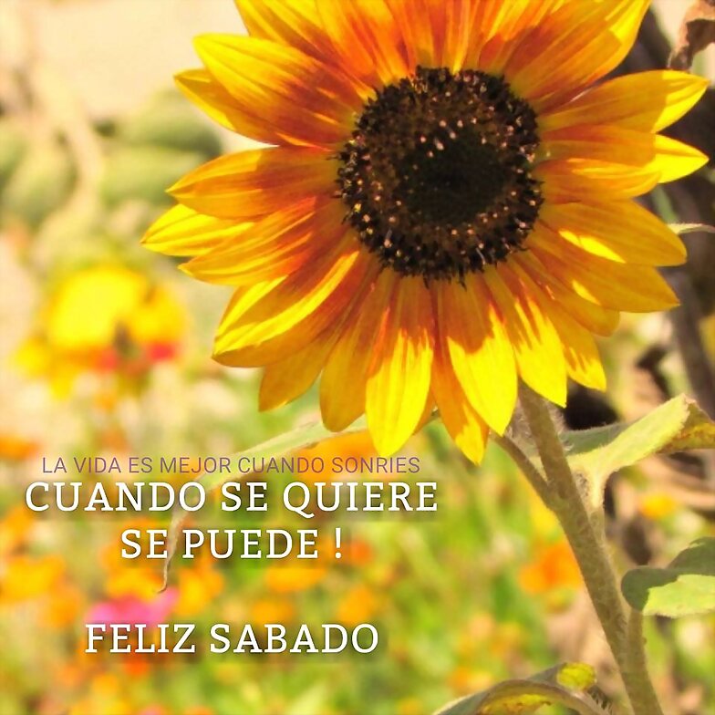 FELIZ SABADO