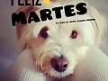 FELIZ MARTES