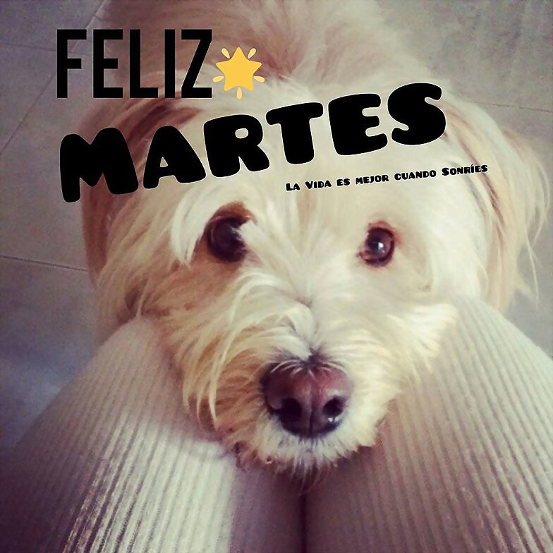 FELIZ MARTES