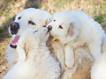 ANIMALICOS Y BESOS