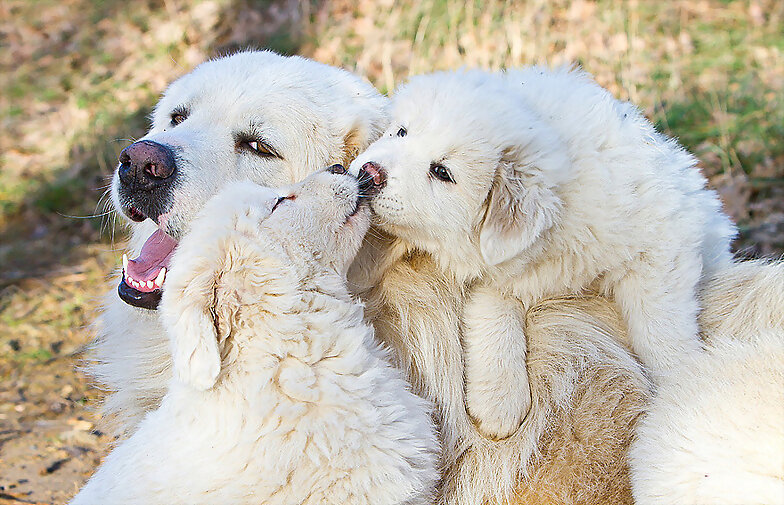 ANIMALICOS Y BESOS