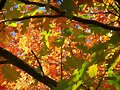 OTO&Ntilde;O