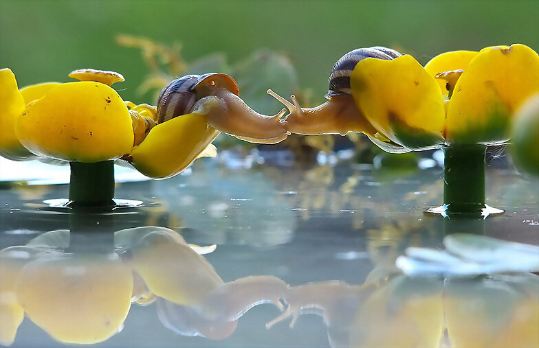 ANIMALICOS