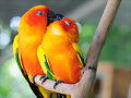 ANIMALICOS Y BESOS